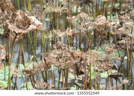 Dried lotus leaf in pond