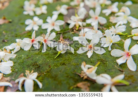 Beautiful white tung tree flower, Like the snow floating on the ground in May