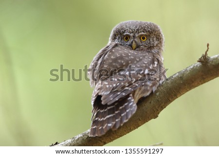 Pygmy Owl ( Little owl) Glaucidium passerinum
