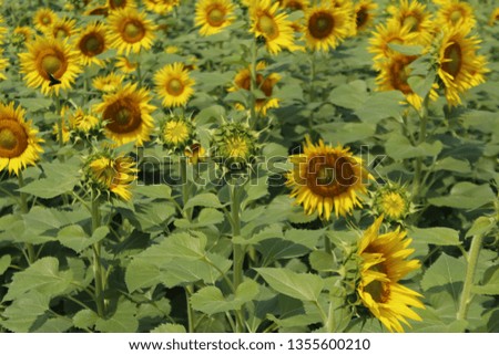 Sunflower Field Agriculture Farm
