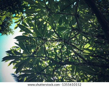 View Under The Frangipani Tree With Branches And Leaves On A Sunny Day