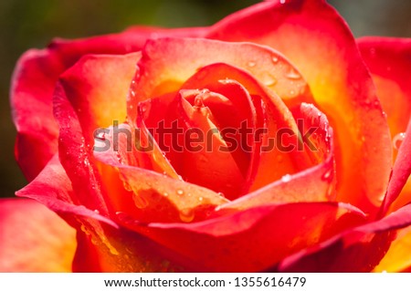 Abstract roses background, Beautiful flower background.