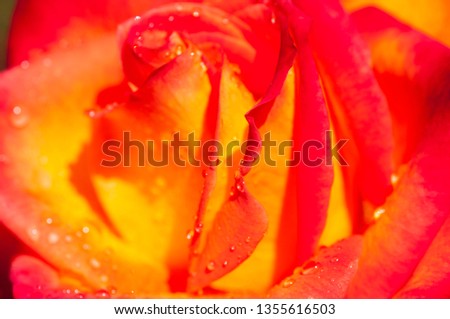 Abstract roses background, Beautiful flower background.