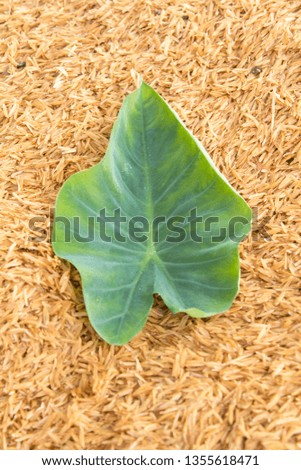 Taro leaves have a pattern and patterns on natural leaves created on a yellow background and a pile of rice husk that was designed to shoot using natural light in the morning, warm light.