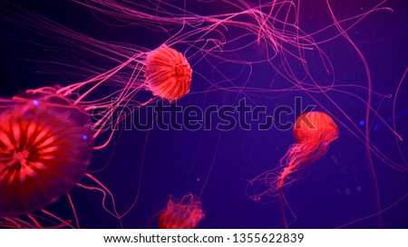 Beautiful jellyfish moving through the water neon lights Royalty-Free Stock Photo #1355622839
