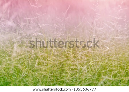 grass flower nature background