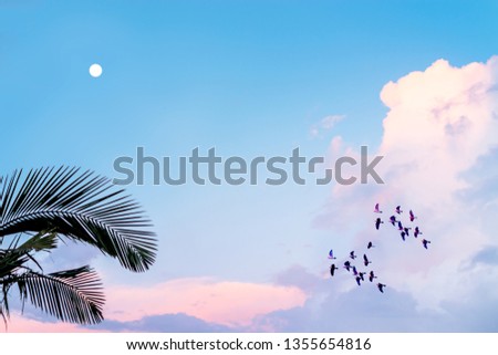 pastel sky palm tree leaves pink sky flock of birds with moon for background texture 