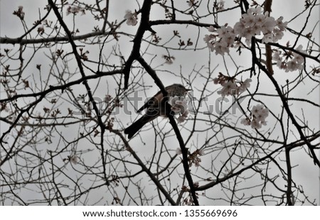 Picture of bird enjoying the Japanese spring season (sakura tree)
