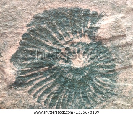Shell print on natural style cement texture