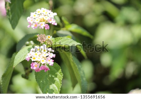 Beautiful white pink or white purple colored Lantana Camara flower blooming under bright sunlight on a bush with blurred background.
