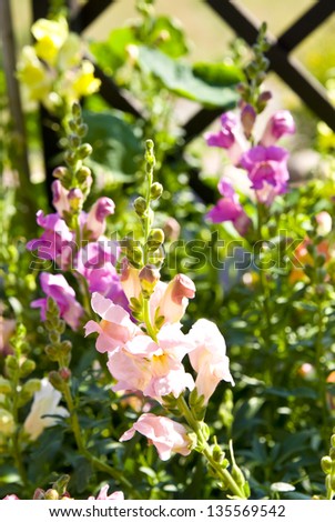 Blooming flowers pink and purple snapdragons . Green meadow full of flower