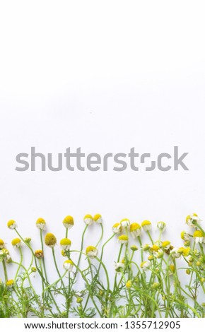 Flowers composition. Chamomile flowers on white background.. Flat lay, copy space



