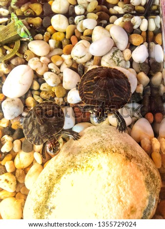 Two terrapins sticking their heads above water