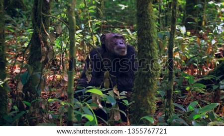 Chimp gazes up into the jungle canopy in search of his next meal
