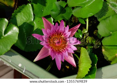 Pink lotus in garden 