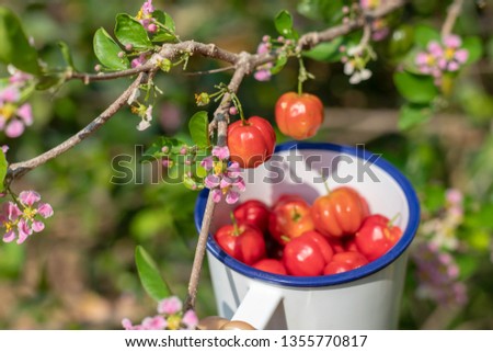 Cherry Span : West Indian Cherry: Wild Crapemyrtle : Barbados Cherry.Fruit Background