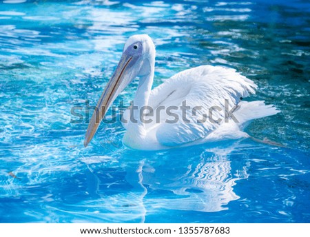 White pelican bird with yellow long beak swims in the water pool, close up