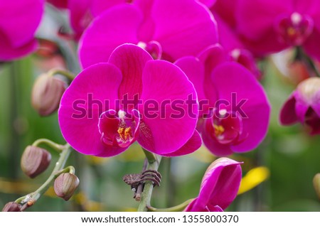 Phalaenopsis is a beautiful flower.