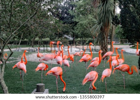 Desaturated flamingos picture in a garden.
