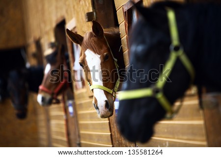 Color shot of some horses in a stable Royalty-Free Stock Photo #135581264