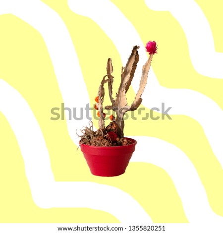 funny cacti on colorful vibrant pop background