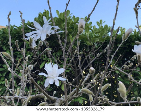 Royal Star Magnolia Blossoming 