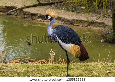 grey crowned crane standing at the water side, Endangered bird specie from Africa