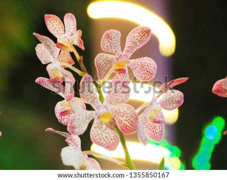 Beautiful orchid photos
