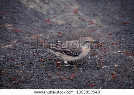 Mockinbird on parking lot closeup