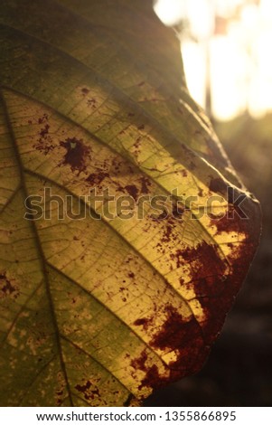 the texture of the leaves of the teak tree