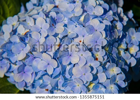Blue Hydrangea (Hydrangea macrophylla) or Hortensia flower with dew in slight color variations ranging from blue to purple. Shallow depth of field