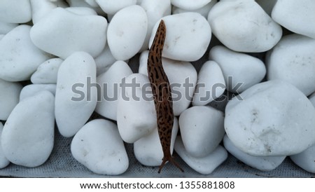 
Photo of a big slug, Limax maximus, snails on white stones