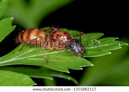 Carpenter Ant Genus Camponotus