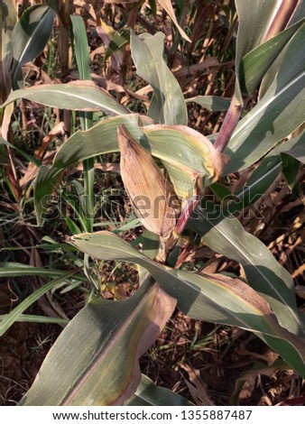 growing corn closeup, corn also called as maize, Zea mays
