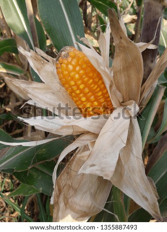 growing corn closeup, corn also called as maize, Zea mays