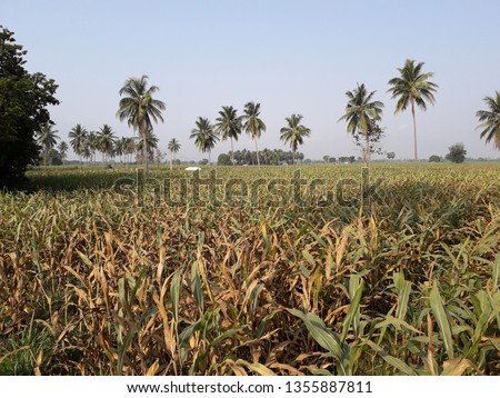 growing corn in the field, corn also called as maize, Zea mays