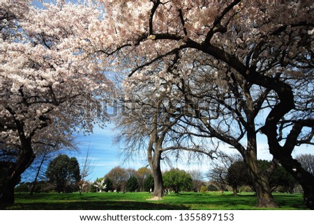 Cherry blossom blooming at Hagley Park, Christchurch, New Zealand
