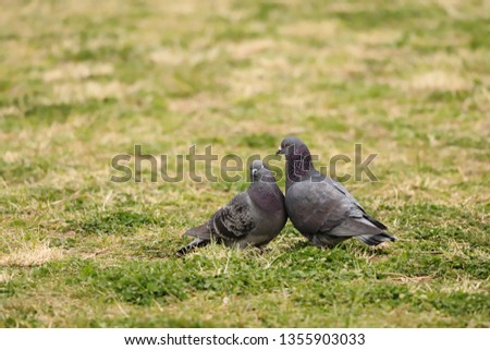 A couple of pigeons in Kanagawa Prefecture
