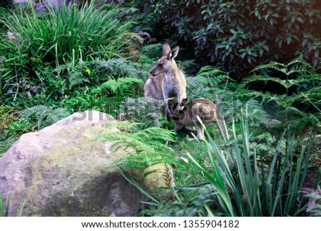 2 Kangaroos or Wallabies in the bush