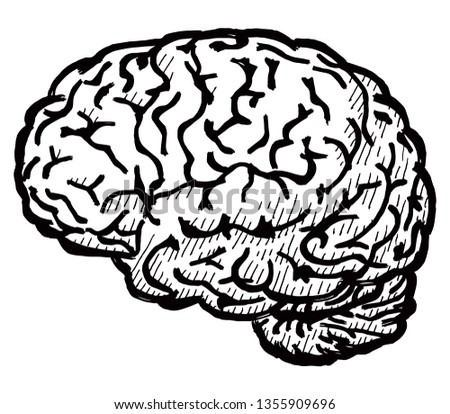 A human brain. Hand drawn vector illustration. 