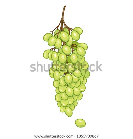 Vector Cartoon Green Grapes Bunch