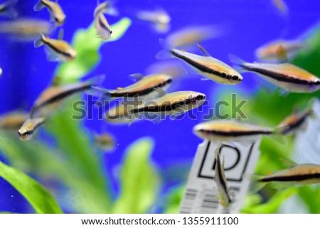 Freshwater aquarium fish, Tetra from South America (or Africa) rivers 
