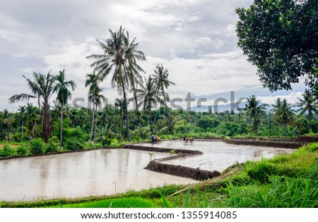 View of the rice field in the water during a rain with a beautiful cloudy sky. Farmers use cows for work, the traditional way. Indonesia countryside