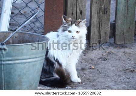 Domestic cat in a village,photo
