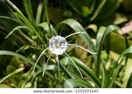 Beautiful closeup of a white flower with long tendrils, called Hymenocallis Caribbaea, taken in a garden on the coast of Kenya.