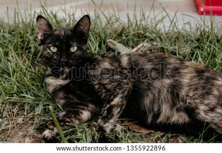 Cat on the green grass  Royalty-Free Stock Photo #1355922896