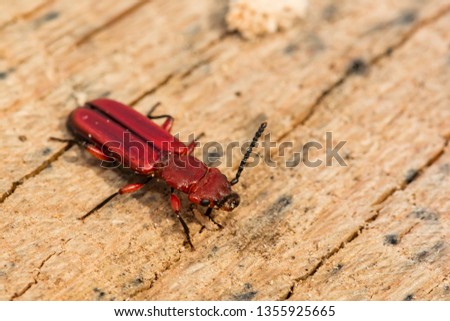 Red Flat Bark Beetle (Cucujus clavipes)