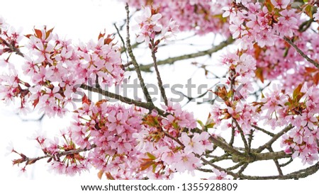 Delicate, tiny, light pink, sakura spring cherry blossoms, exuberant blooming on trees in city park, isolated on white background.                               
