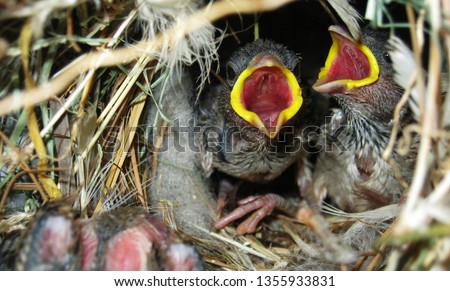                       Home sparrow is most common bird in Indian subcontinent  at the same time there is lack of work on this specie . this is the picture of  sparrow chick waiting for food in nest 