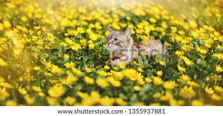 Wide horizontal  picture of a cat sitting in the yellow flowers meadow